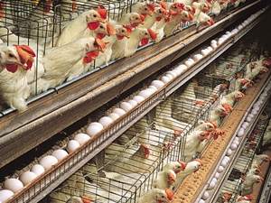 'Tavuk tüketimi için devlet desteği şart'