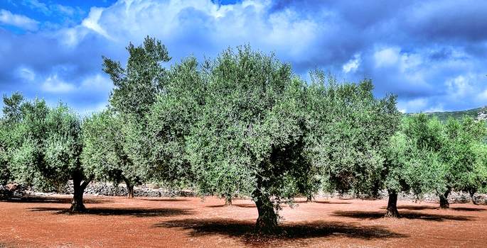Zeytin ağacı sayısı 10 yılda yüzde 56 arttı