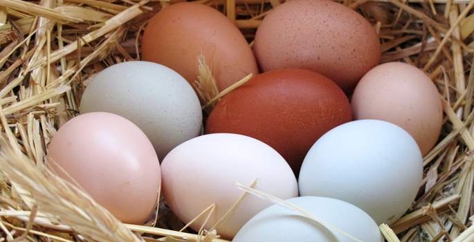Yumurta üretimi artış gösterdi