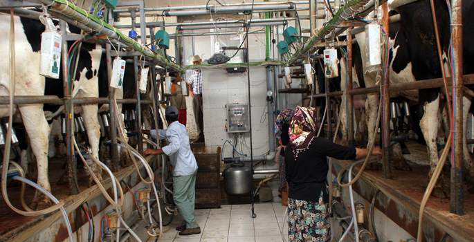 Bakanlık'tan süt üreticisine müjde