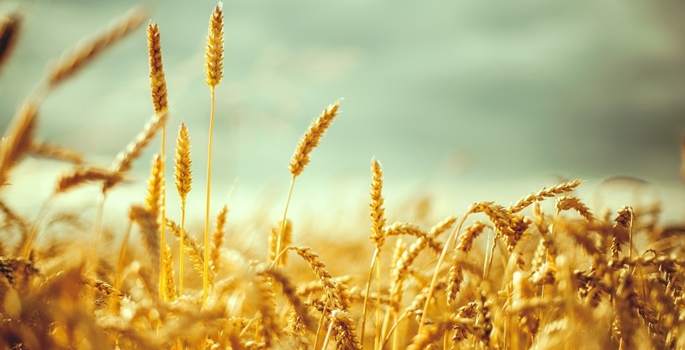 Makarnalık buğday üretiminde Türkiye 4. sırada
