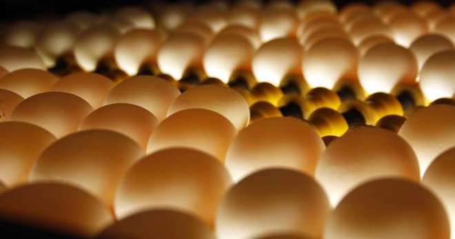 Yumurta satışında yeni dönem 20 Aralık'ta başlıyor