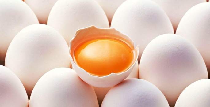 Yumurta üretiminde rekor