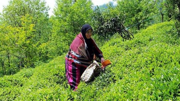 Yaş çay üreticilerine destek geliyor