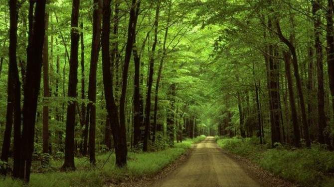 'Hammaddede süreklilik için özel orman işletmeciliği getirilmeli'