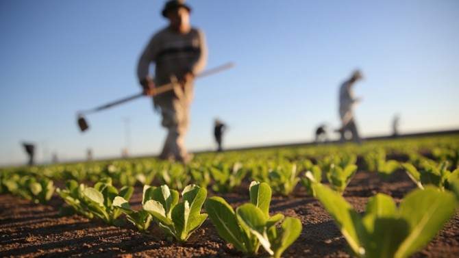 Organik gıda ihracatı yüzde 17 arttı