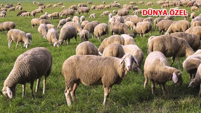 İşte '300 koyun ve asgari ücret' gerçeği