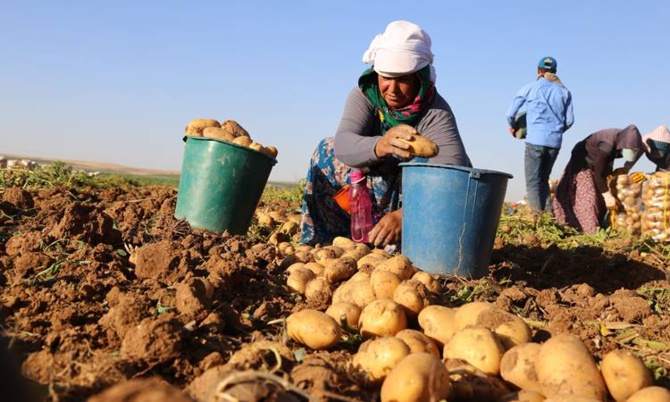 'Patates soğan ithalatı üretimi bitirir'