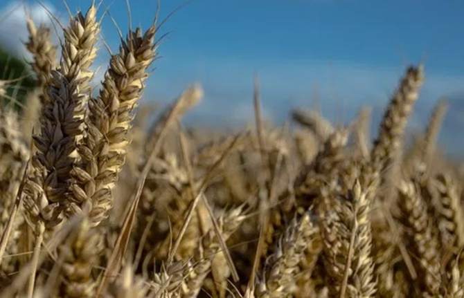TMO, buğdayda küresel stok krizine karşı önlem aldı