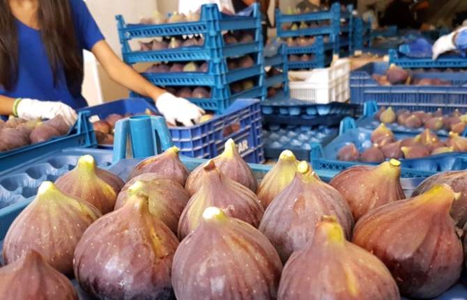 Meyve ihracatçısı Uzak Doğu'ya odaklandı