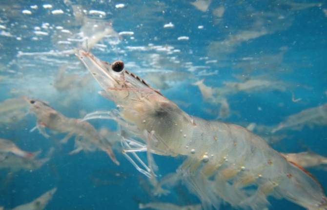 Su ürünleri OSB ihracatta artış getirecek