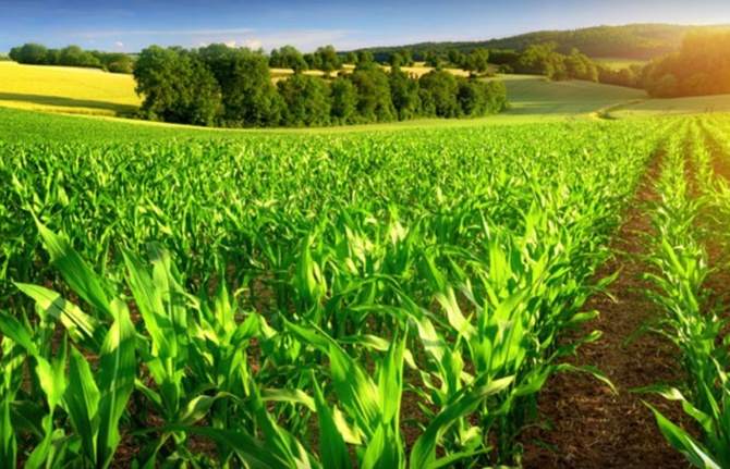İzmir’de tarım OSB’lere talep, toplam alanı aştı