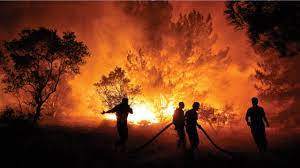 Orman yangınlarına ilişkin STK'lardan ortak açıklama