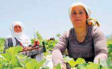 Kadın çiftçiye tarım sigortasında ödeme kolaylığı