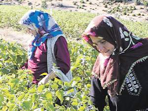 Türkiyede organik tarımsal üretim alanı 103 kat arttı
