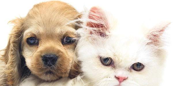 Pet-shop'larda kedi köpek satışı yasak