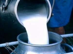 Süt üretimi artıyor
