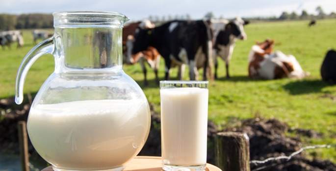 Toplanan inek sütü yüzde 3,1 arttı