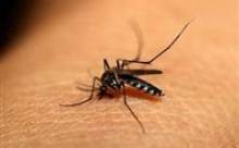 Sivrisinekler neden herkesi ısırmaz?