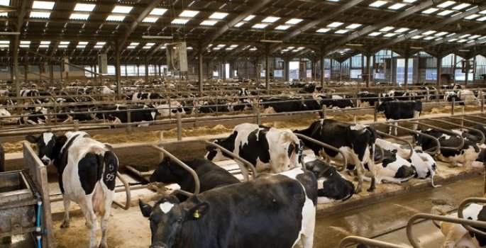 Tarım Bakanlığı 'süt ineği kesmeyin' talimatı verdi