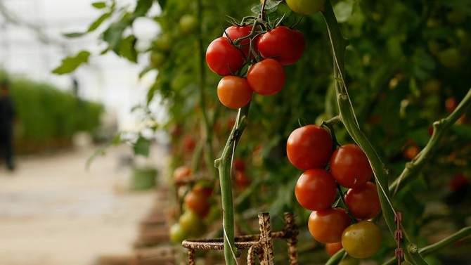 Zeybekci, Rusya'nın domates yasağını kaldıracağını açıkladı