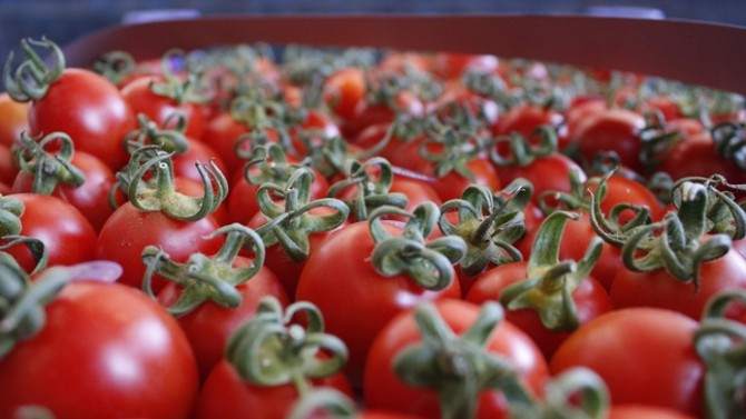 Rusya'ya domates ihracatı 1 Aralık'ta başlıyor